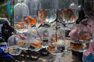 Vietnam Aquafeed Market Outlook to 2030