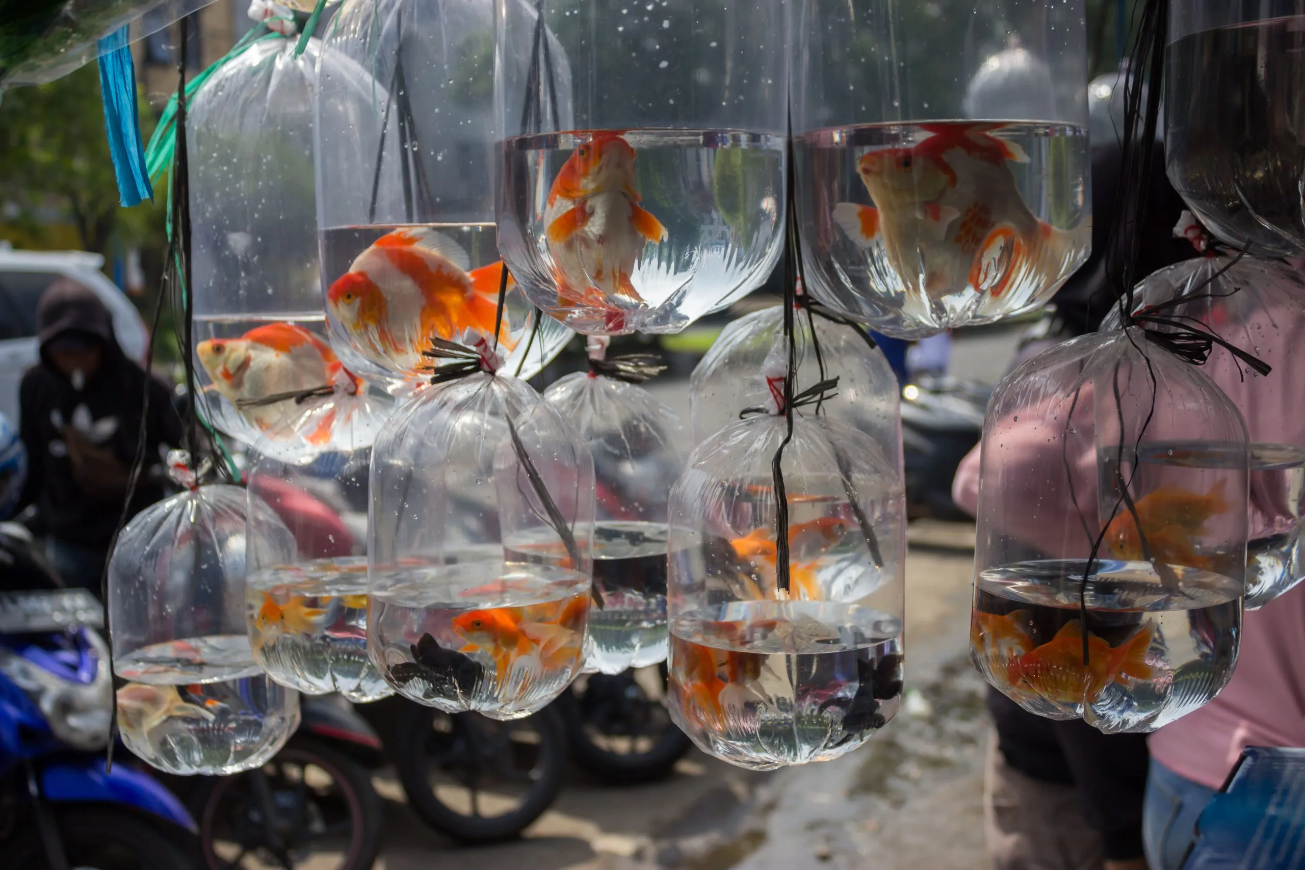 Vietnam Aquafeed Market Outlook to 2030 close-up-illuminated-light-bulb-1-scaled