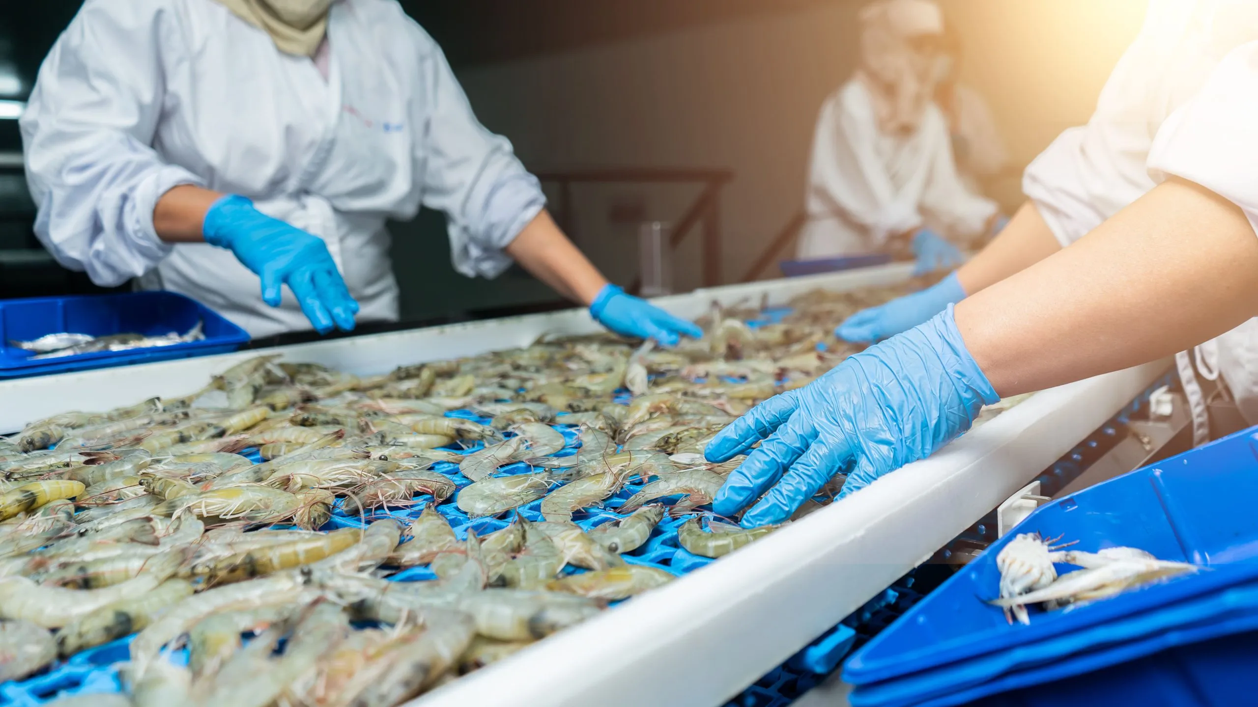 USA Seafood Market Outlook to 2030 latina-workers-overseeing-quality-vannamei-white-shrimp-conveyor-seafood-processing-plant-1-scaled