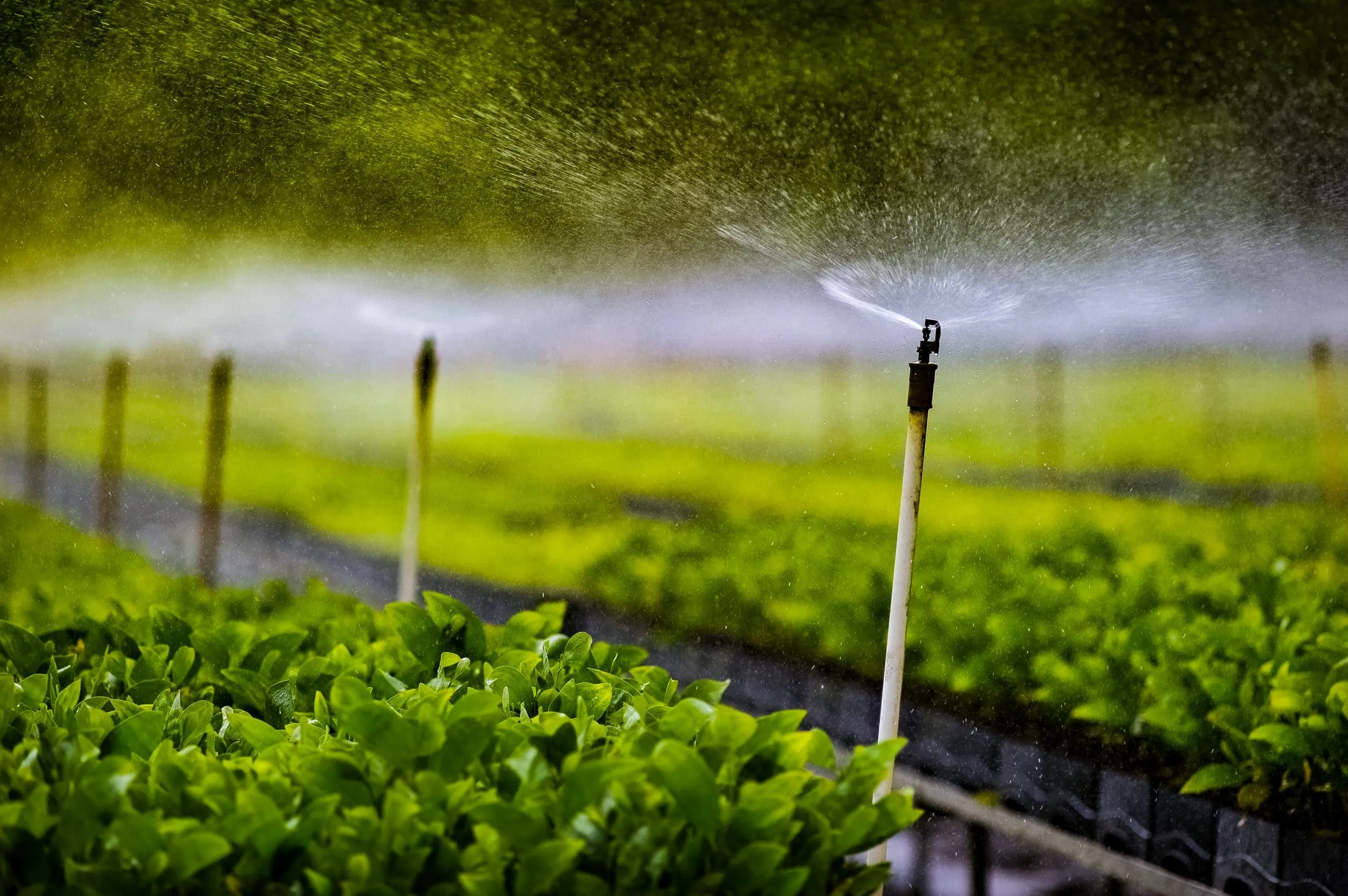Indonesia Drip Irrigation Market Outlook to 2030 sprinkler-spraying-water-plants-greenhouse-1-scaled