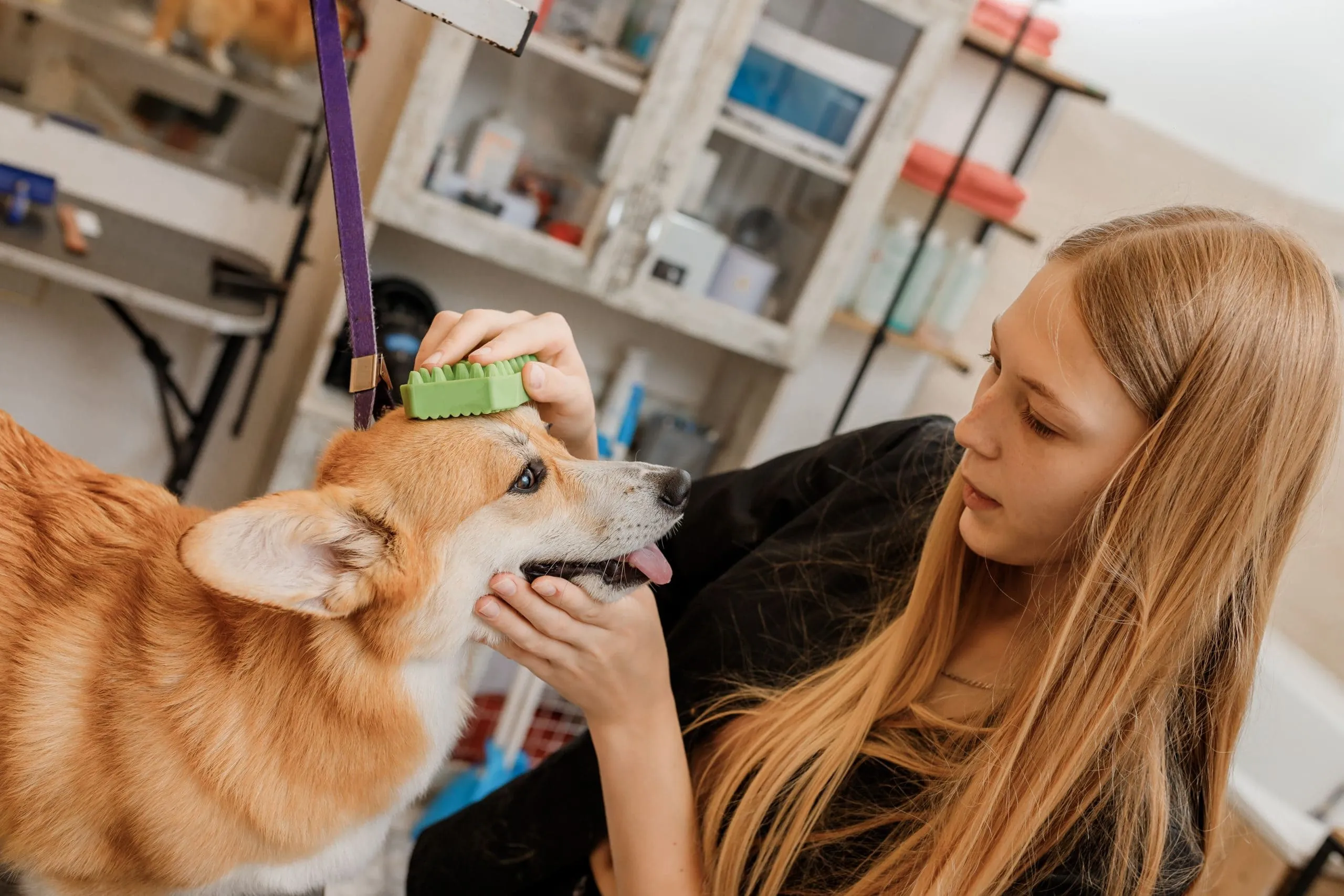 India Pet Care market Outlook to 2030 India-Pet-Care-market-scaled