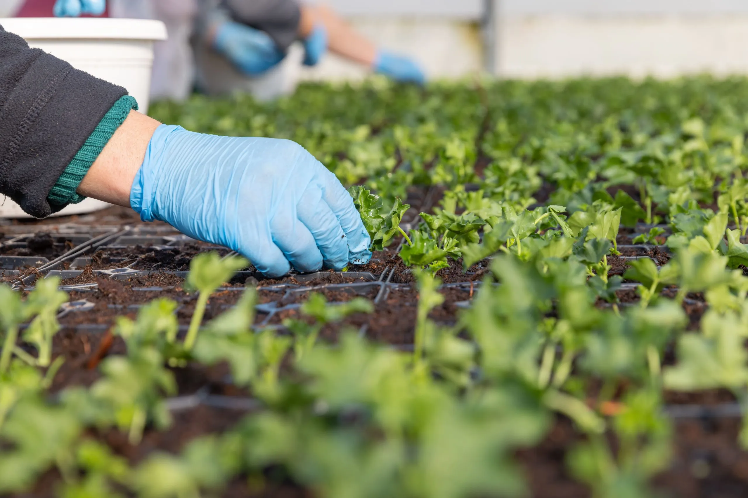 Aligning Pay Practices Across Global Farming and Agri-Business Through Compensation Benchmarking global-farming-and-agri-buisness-compensation-benchmarking-scaled