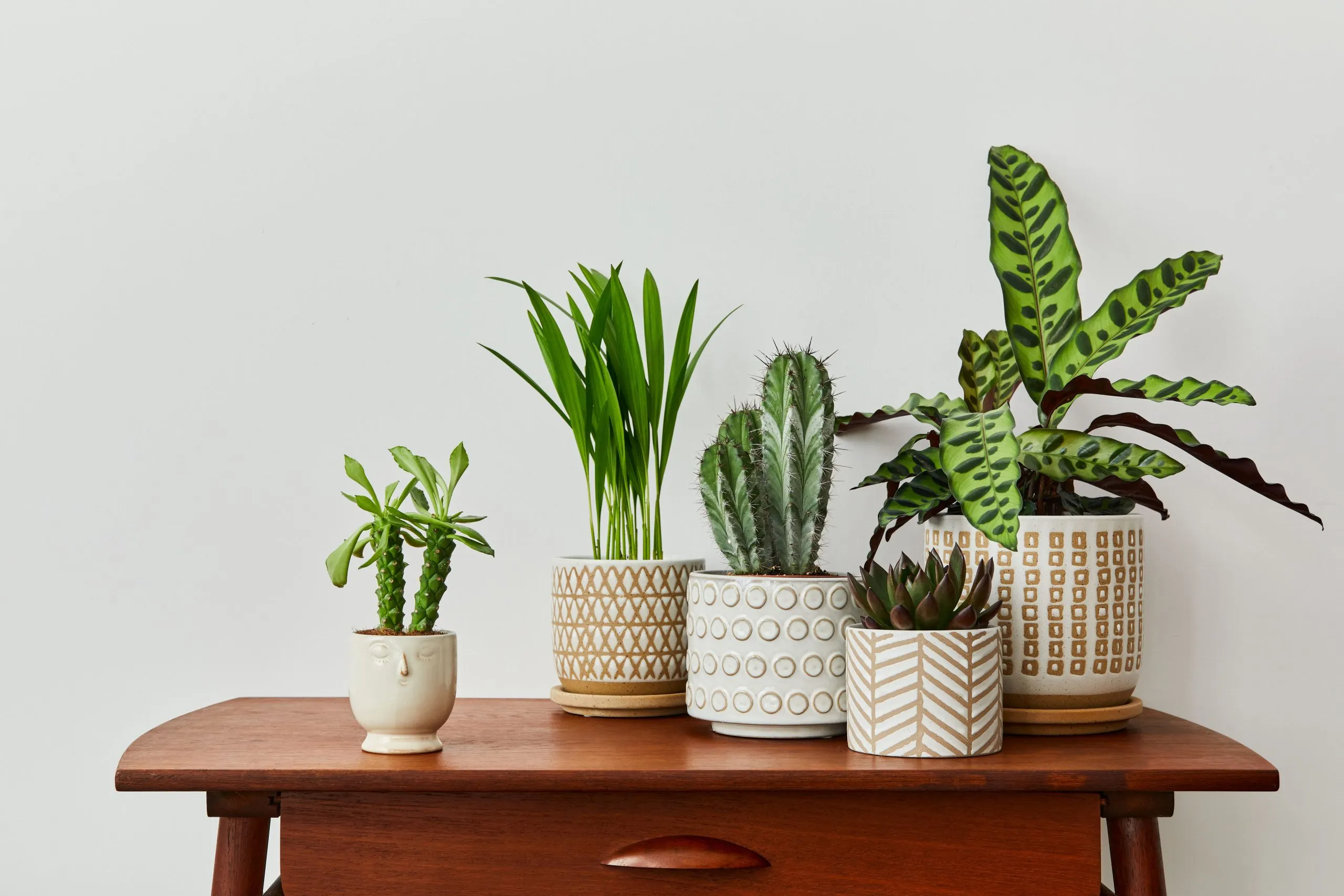 India Indoor Plants Market Outlook to 2030 India-Indoor-Plants-Market-scaled