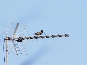 Israel Aerospace and Defense Fiber Optic Cables Market Outlook 2035