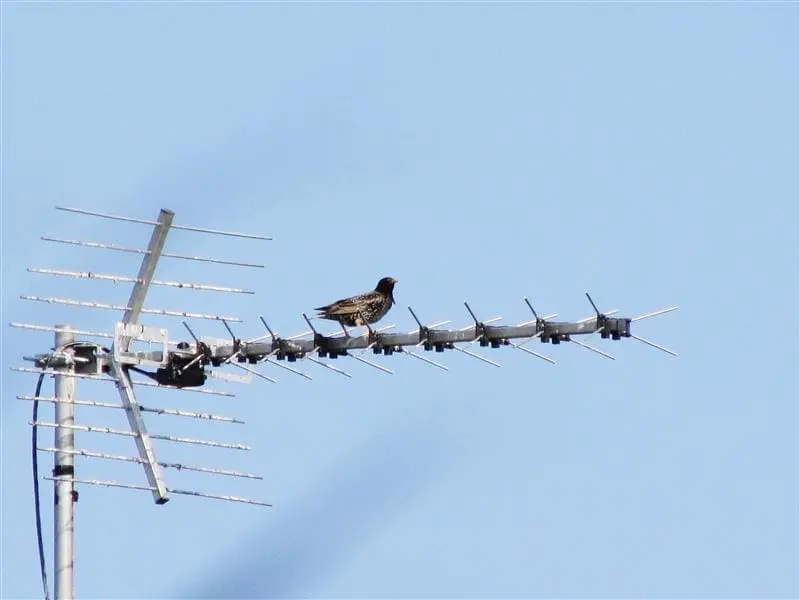 Israel Aerospace and Defense Fiber Optic Cables Market Outlook 2035 low-angle-view-birds-perching-power-lines-against-clear-sky-1