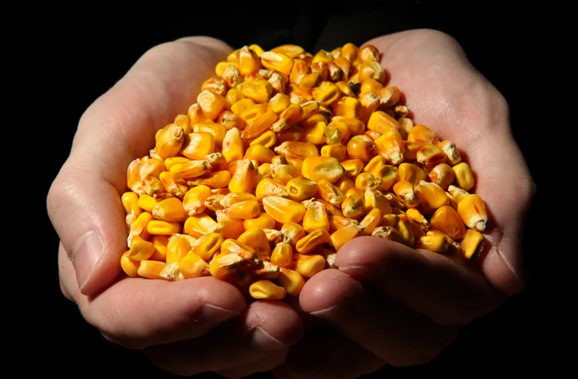 India Corn Seed Market Outlook to 2035 India-Corn-Seed-