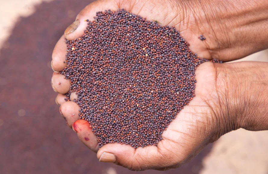 India Hybrid Seed Market Outlook to 2035 India-Hybrid-Seed