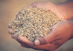 India Rice Seed Market Outlook to 2035