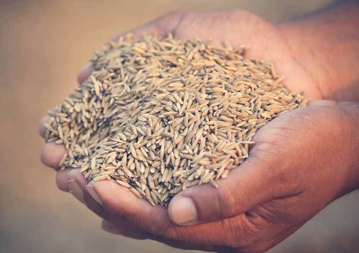 India-Rice-Seed-