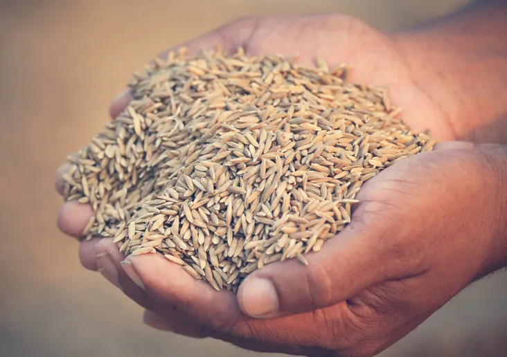 India Rice Seed Market Outlook to 2035 India-Rice-Seed-