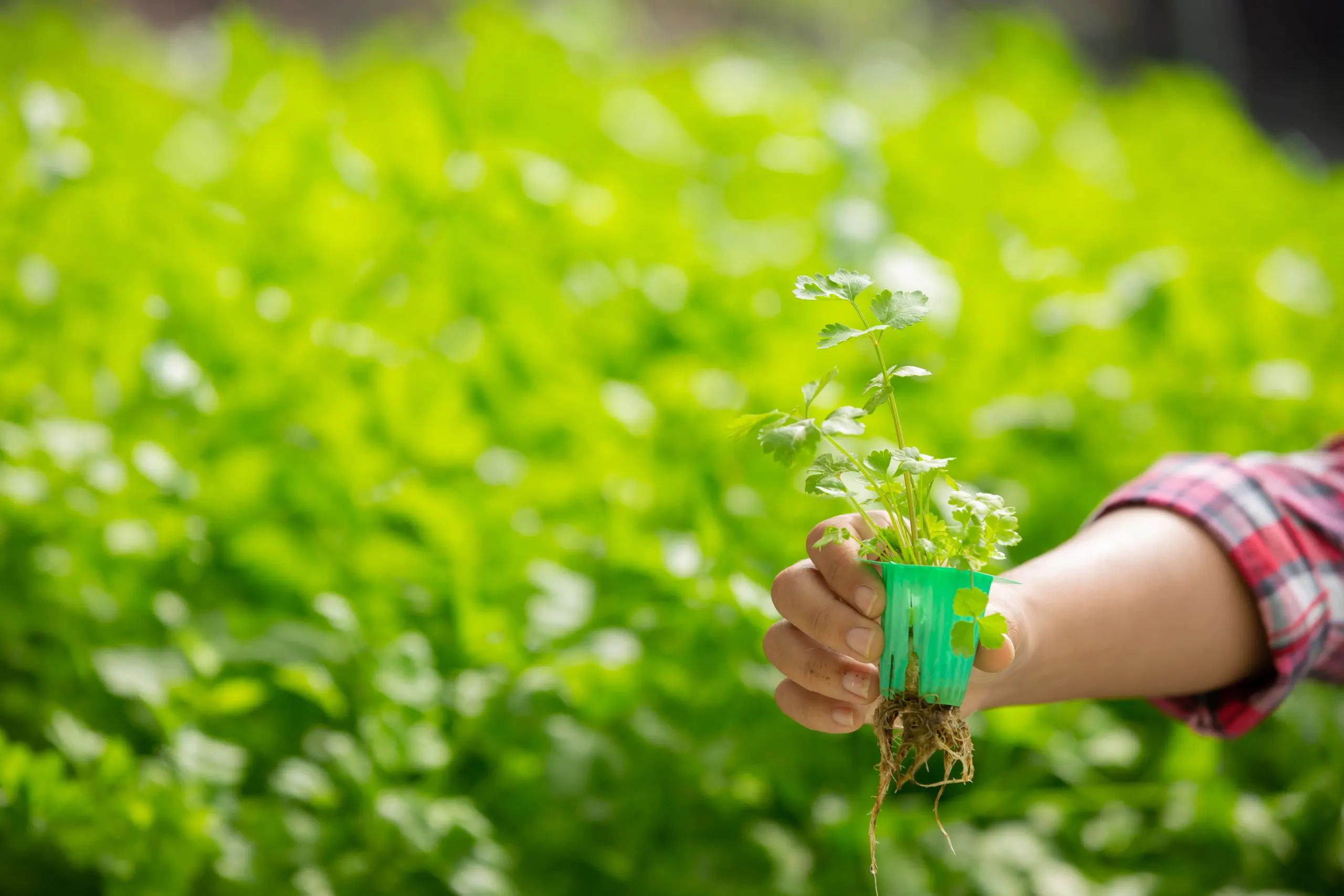 KSA Agrochemical Market Outlook to 2035 as Protected Farming Expands and High-Value Crop Acreage Grows 2x KSA-agrochemical-industry-scaled