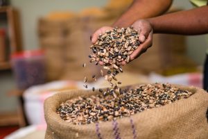 KSA Seed Market Heads to 2035 with Over 90% Seed Imports and Rapid Growth in Controlled Environment Farming