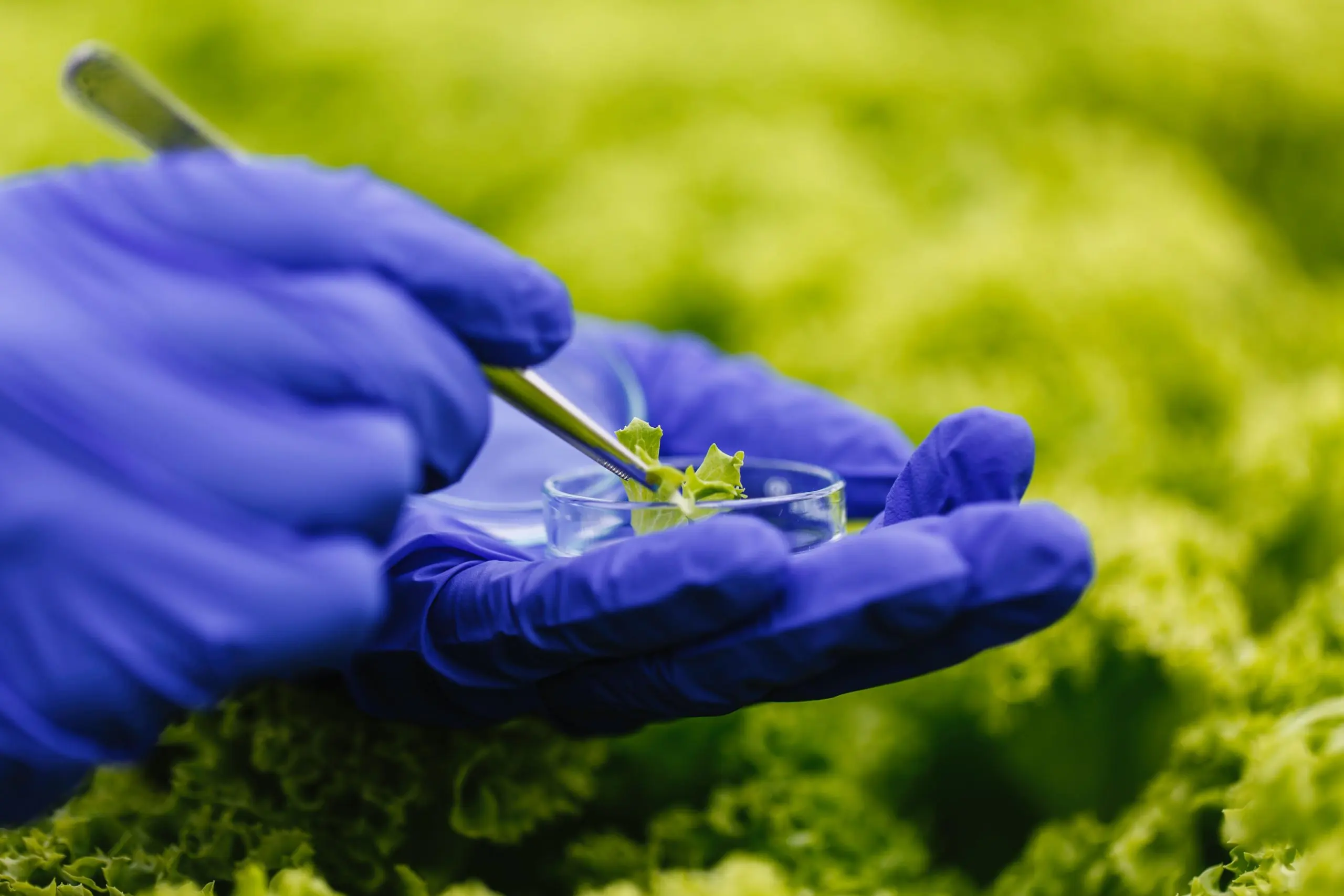 Malaysia Agrochemical Demand to Rise Through 2035 as Palm Oil Contributes Nearly 23 Percent of Global Supply Malaysia-agrochemical-industry-scaled