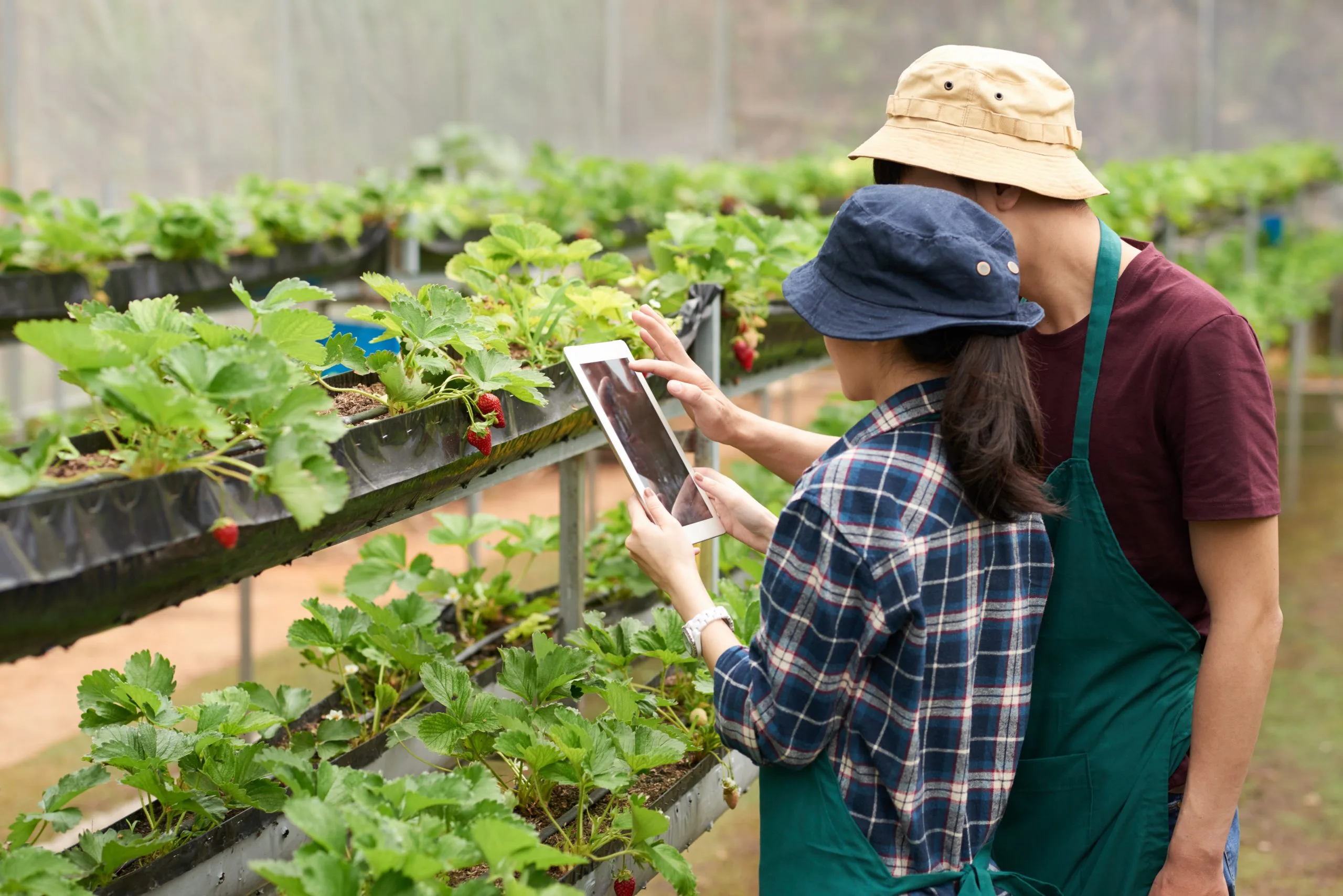 Building Market Entry & Expansion Strategy in Malaysia’s $30Bn Agriculture Sector Facing Commodity Volatility Market-Entry-Expansion-Strategy-in-Agriculture-Sector-in-Malaysia-scaled