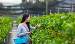 Singapore Agrochemical Market Outlook to 2035