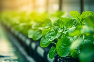 Singapore Agrochemical Market Heads to 2035 with Over 90 Percent Food Imports Driving High-Tech Farming Inputs