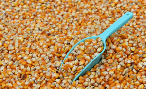 USA Corn Seed Market Outlook to 2035