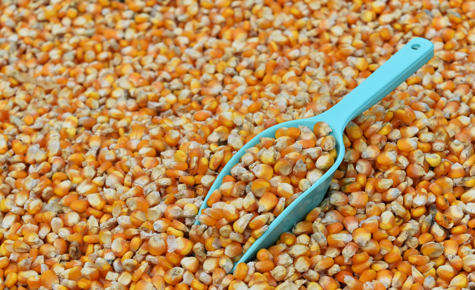 USA Corn Seed Market Outlook to 2035 USA-Corn-Seed