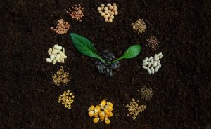 USA GM Seed Market Set for Steady Expansion Through 2035 as Over 90 Percent of Corn and Soybean Acreage Remains Biotech