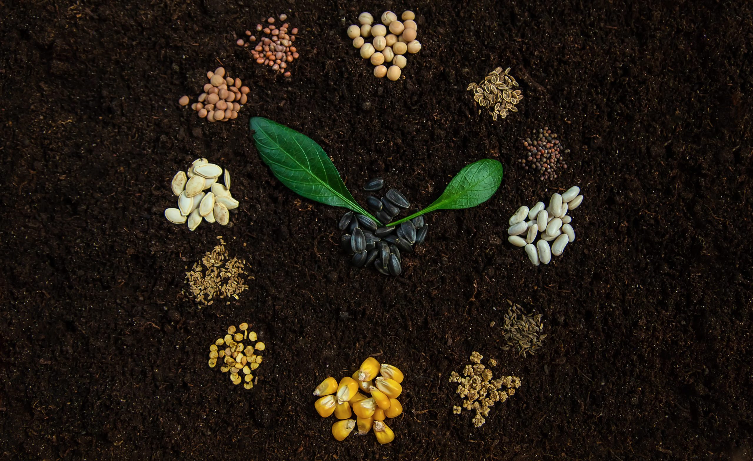 USA-genetically-modified-seed-industry-scaled
