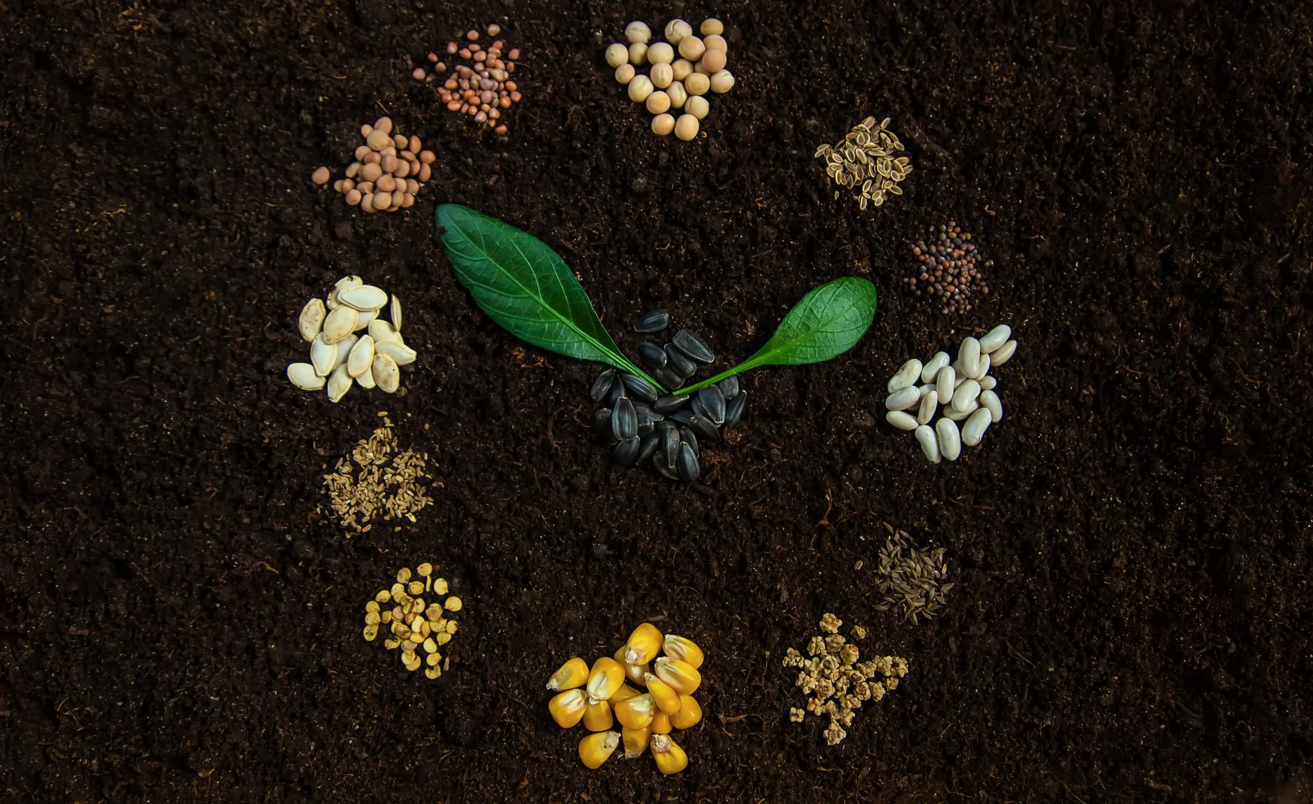 USA GM Seed Market Set for Steady Expansion Through 2035 as Over 90 Percent of Corn and Soybean Acreage Remains Biotech USA-genetically-modified-seed-industry-scaled