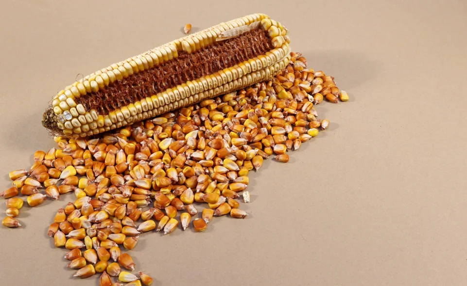 Vietnam Corn Seed Market Outlook to 2035 Vietnam-Corn-Seed-