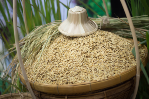 Vietnam Rice Seed Market Outlook to 2035