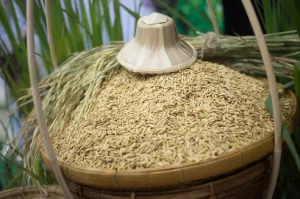 Vietnam Rice Seed Market Outlook to 2035