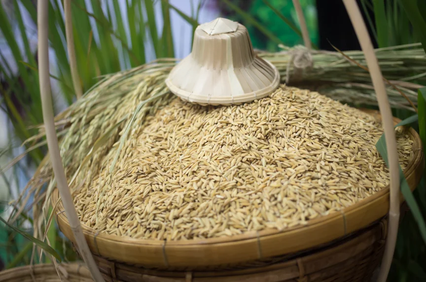 Vietnam Rice Seed Market Outlook to 2035 Vietnam-Rice-Seed-