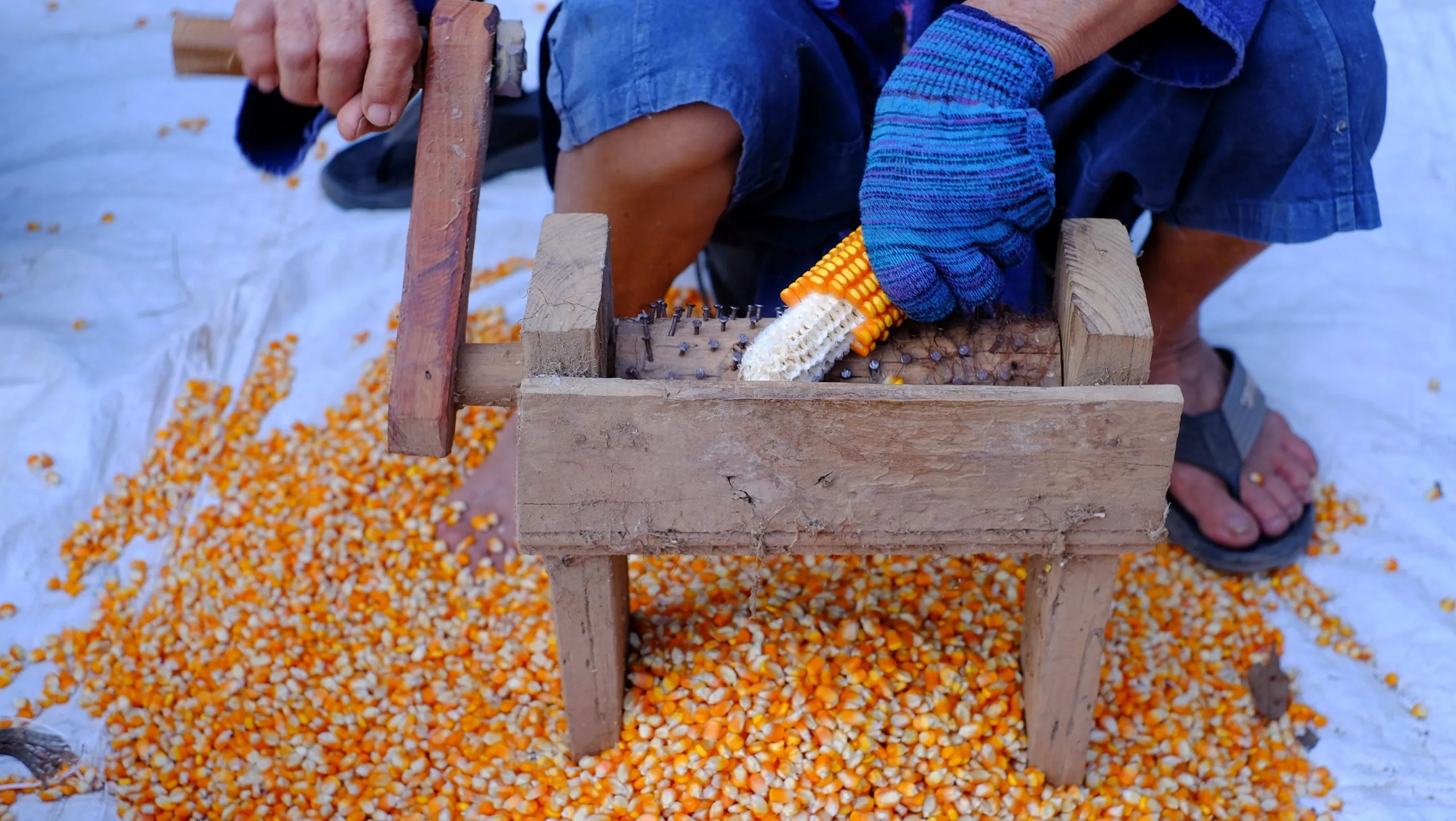Vietnam Corn Seed Market Poised for 5–6 Percent Annual Growth as Hybrid Seeds Cross 70 Percent Adoption by 2035 Vietnam-corn-seed-industry-scaled