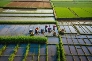 Japan Agriculture Inputs Market report outlook to 2031