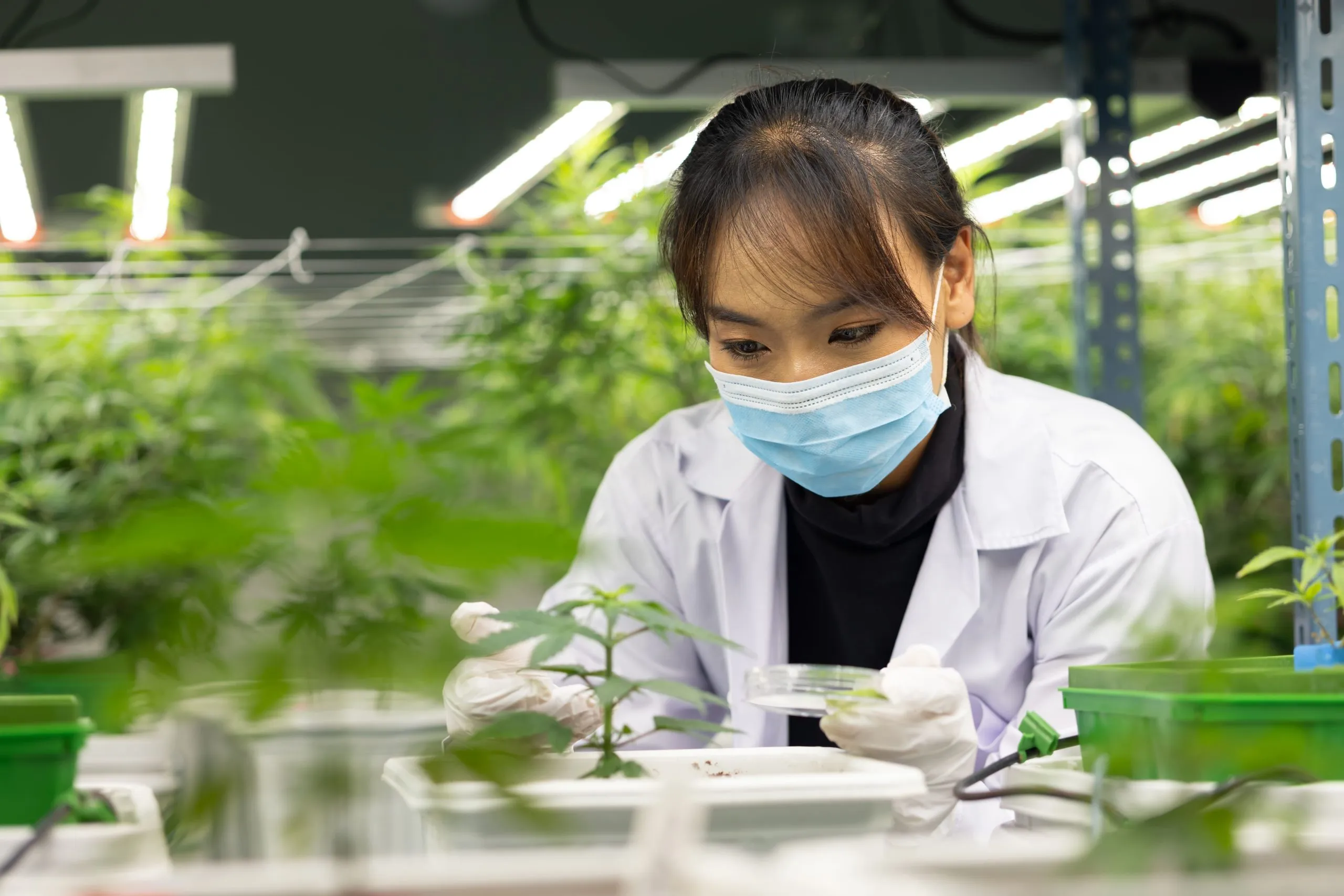 Japan Agrochemical Market Outlook to 2035 Japan-Agrochemical-Market-scaled