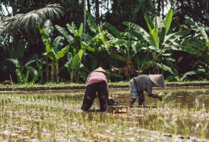 Philippines Agritech Market Report outlook to 2035