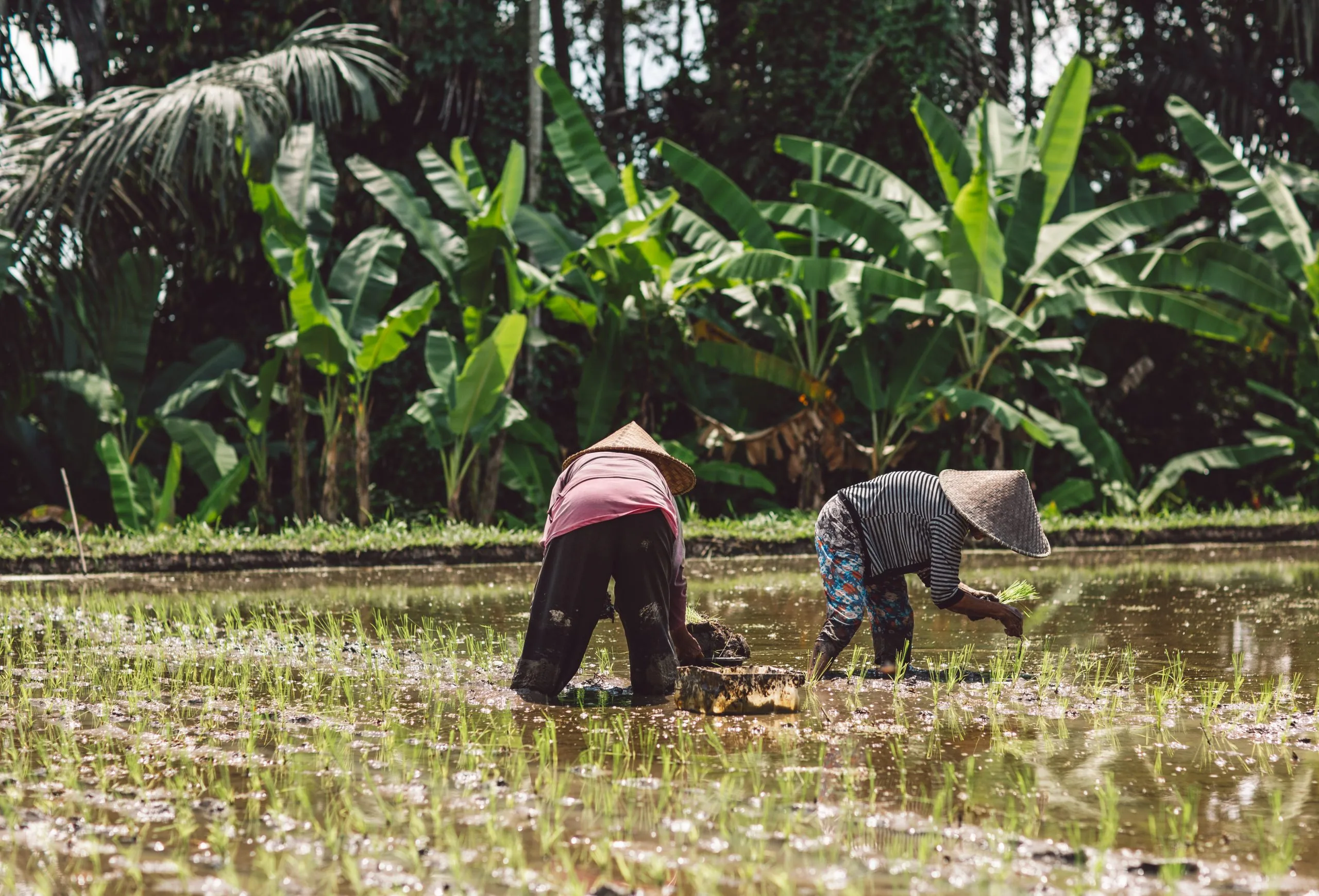 Philippines Agritech Market Report outlook to 2035 Philippines-Agriculture-Inputs-Market-scaled