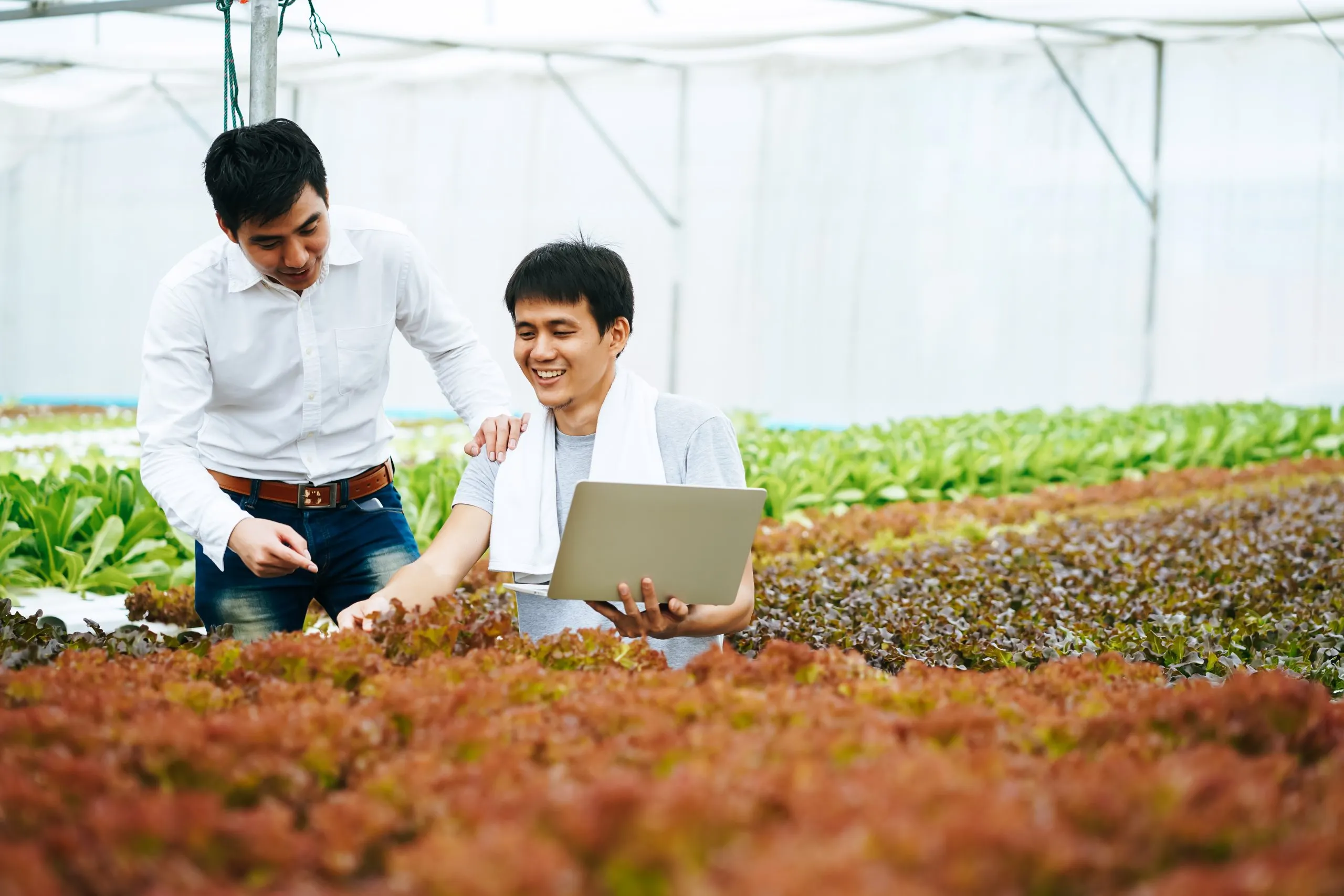 Philippines Agriculture Inputs Market report outlook to 2031 Philippines-Agritech-Market-scaled