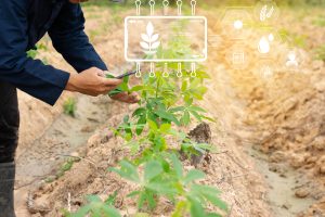 Evaluating Yield Trends Across Crops Influenced by Climate and Technology Adoption