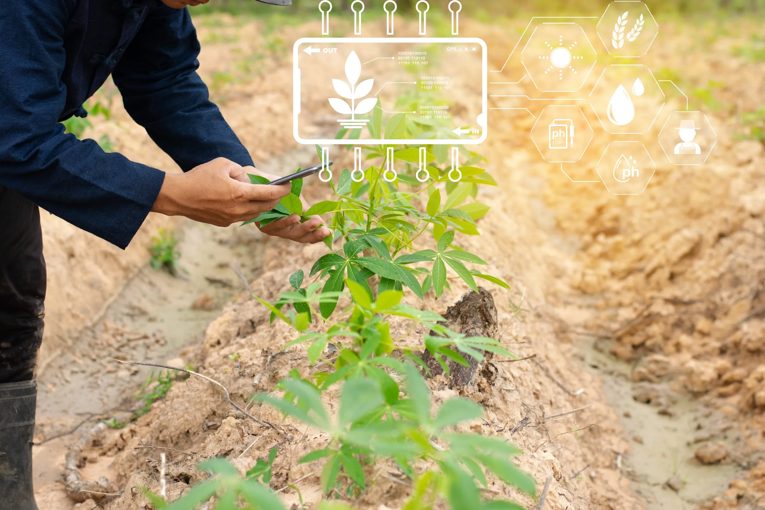 Evaluating Yield Trends Across Crops Influenced by Climate and Technology Adoption crop-yield-analysis-scaled