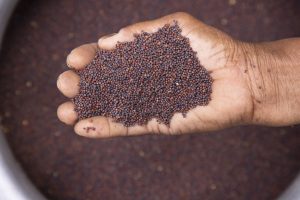 Brazil Vegetable Seed Market Outlook to 2035