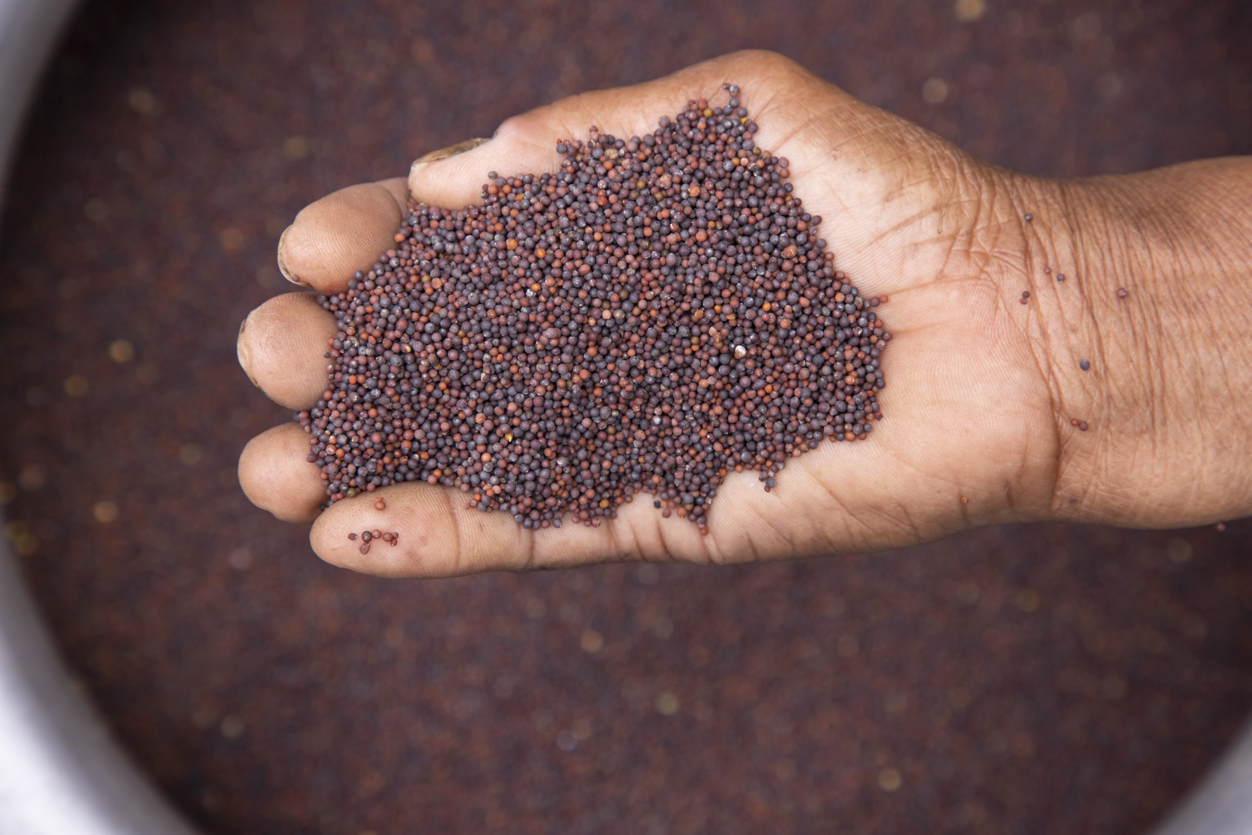 Brazil Vegetable Seed Market Outlook to 2035 Brazil-Vegetable-Seed-Market-scaled