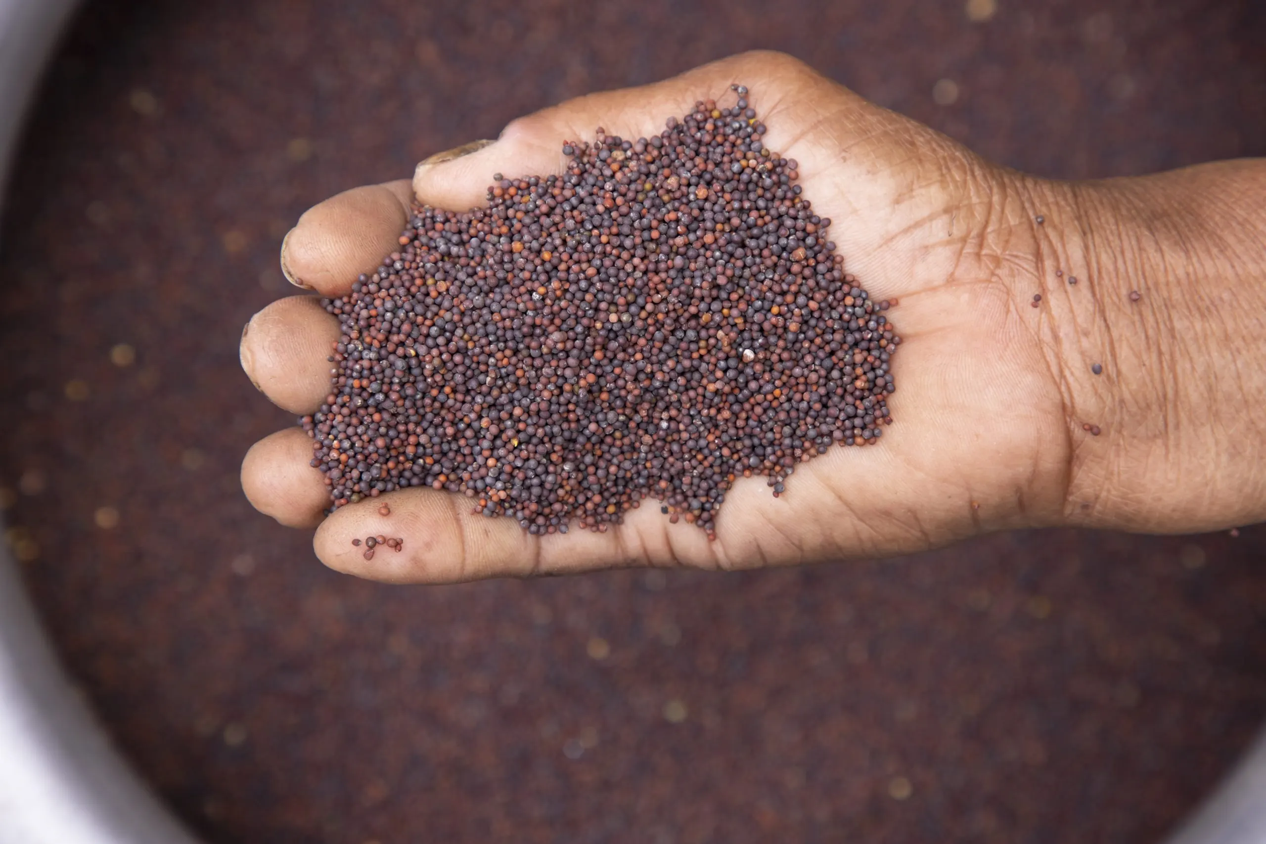 Brazil Vegetable Seed Market Outlook to 2035 Brazil-Vegetable-Seed-Market-scaled