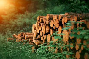 India Sawnwood Market Outlook to 2035