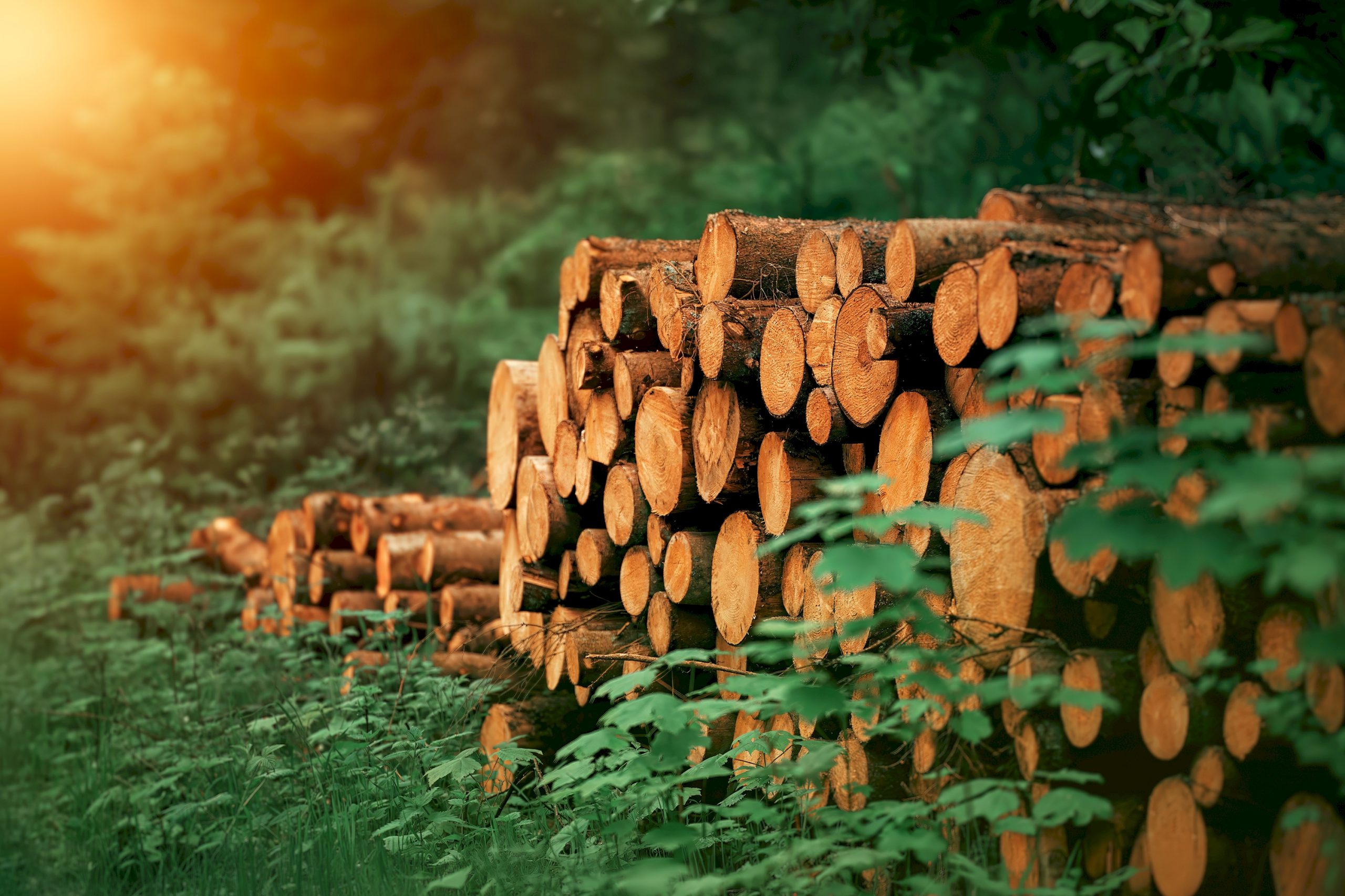India Sawnwood Market Outlook to 2035 India-Sawnwood-Market-scaled