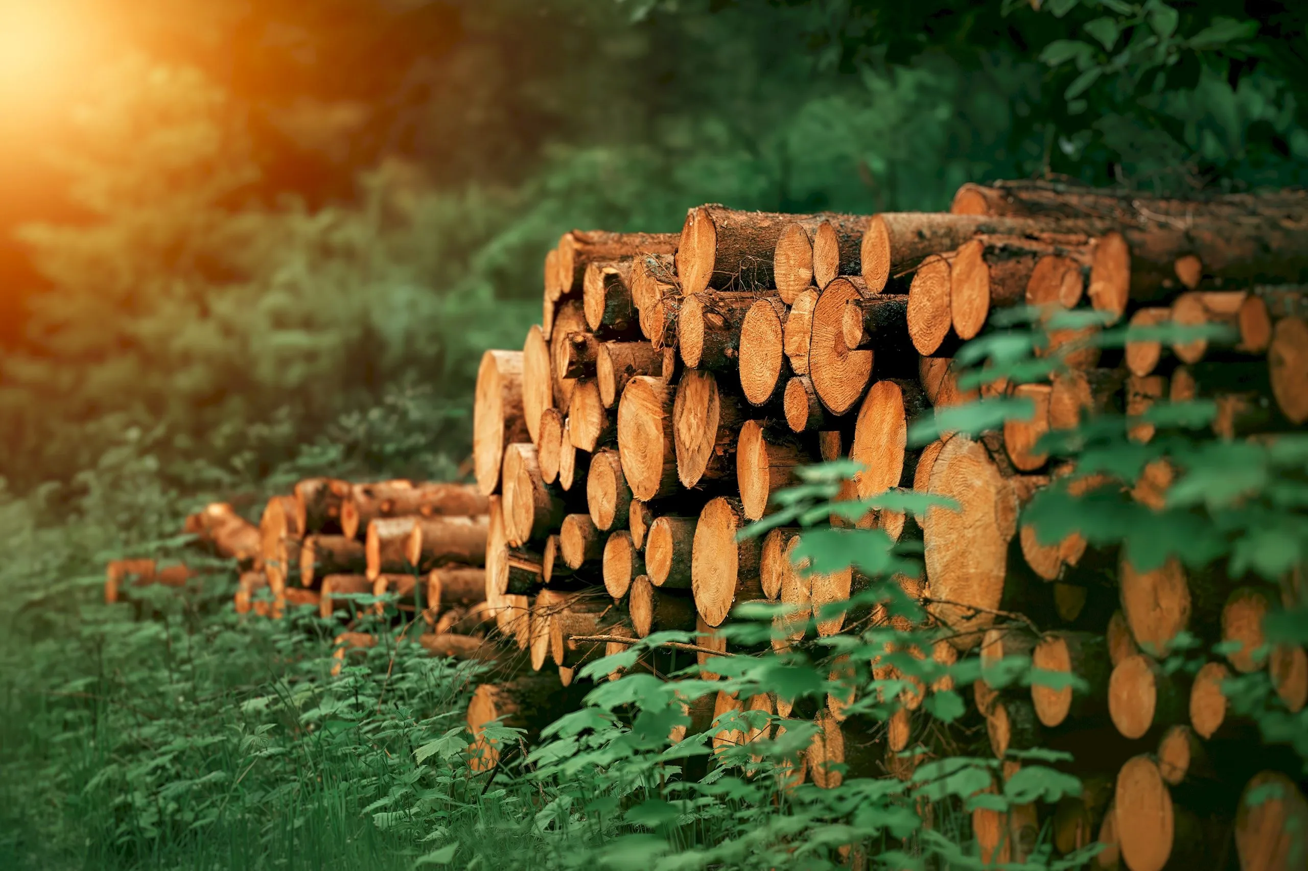India Sawnwood Market Outlook to 2035 India-Sawnwood-Market-scaled