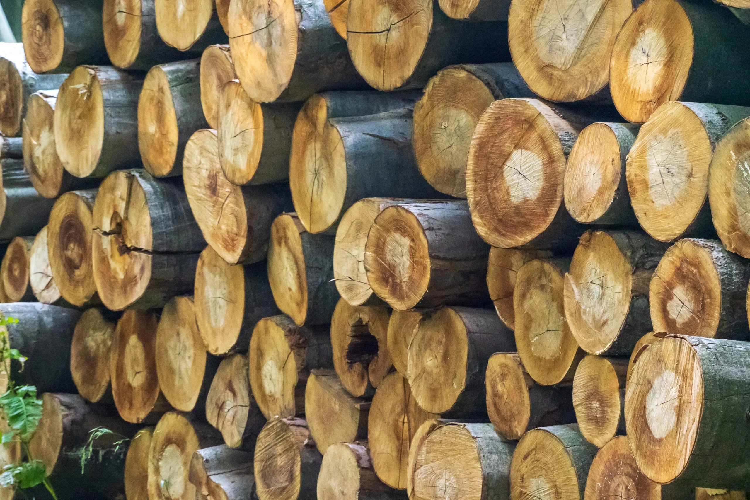Nigeria Sawnwood Market Outlook to 2035 Nigeria-Sawnwood-Market-scaled