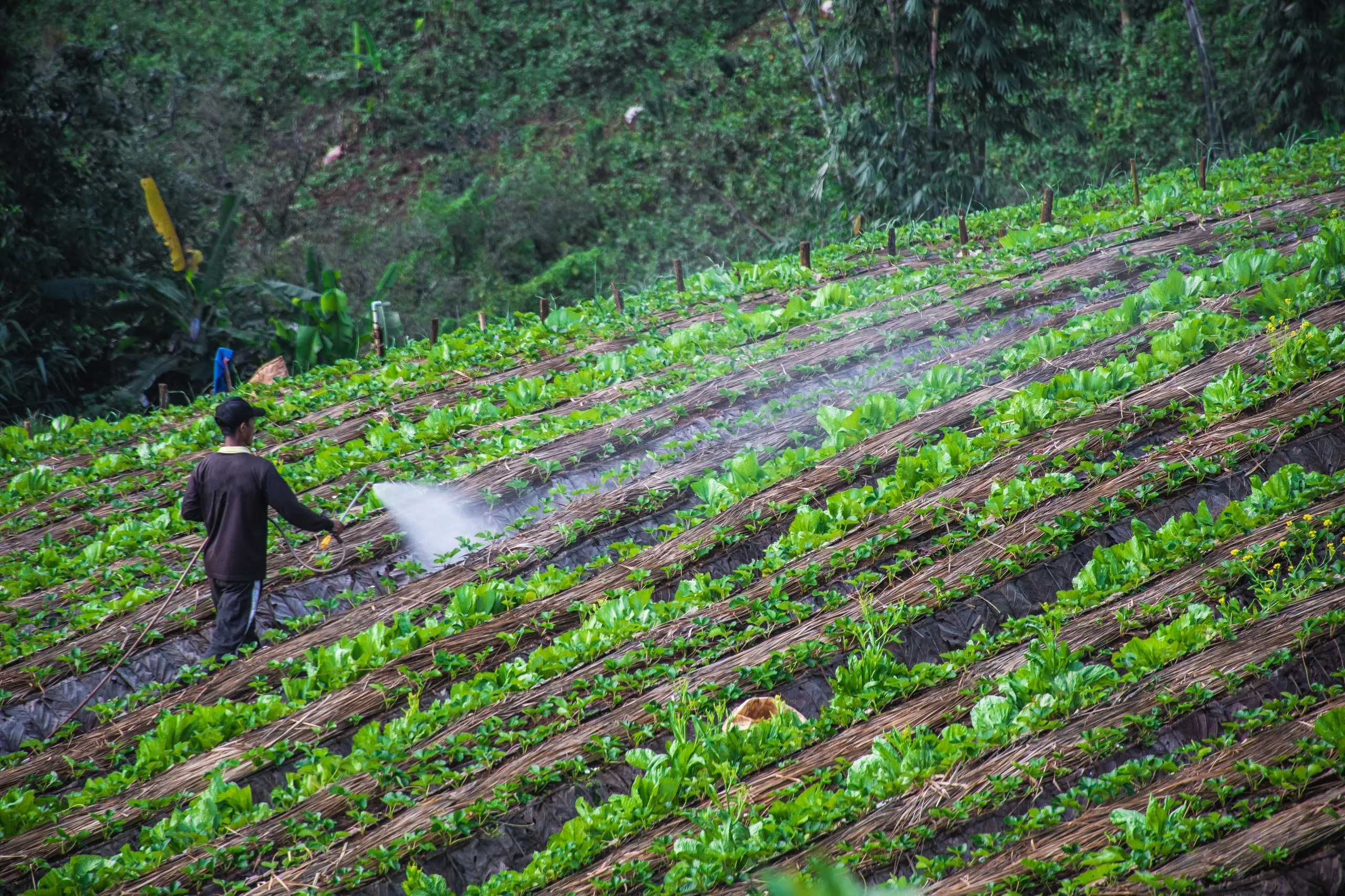 Philippines Crop Protection Pesticides Market Outlook to 2035 Philippines-Crop-Protection-Pesticides-Market-scaled