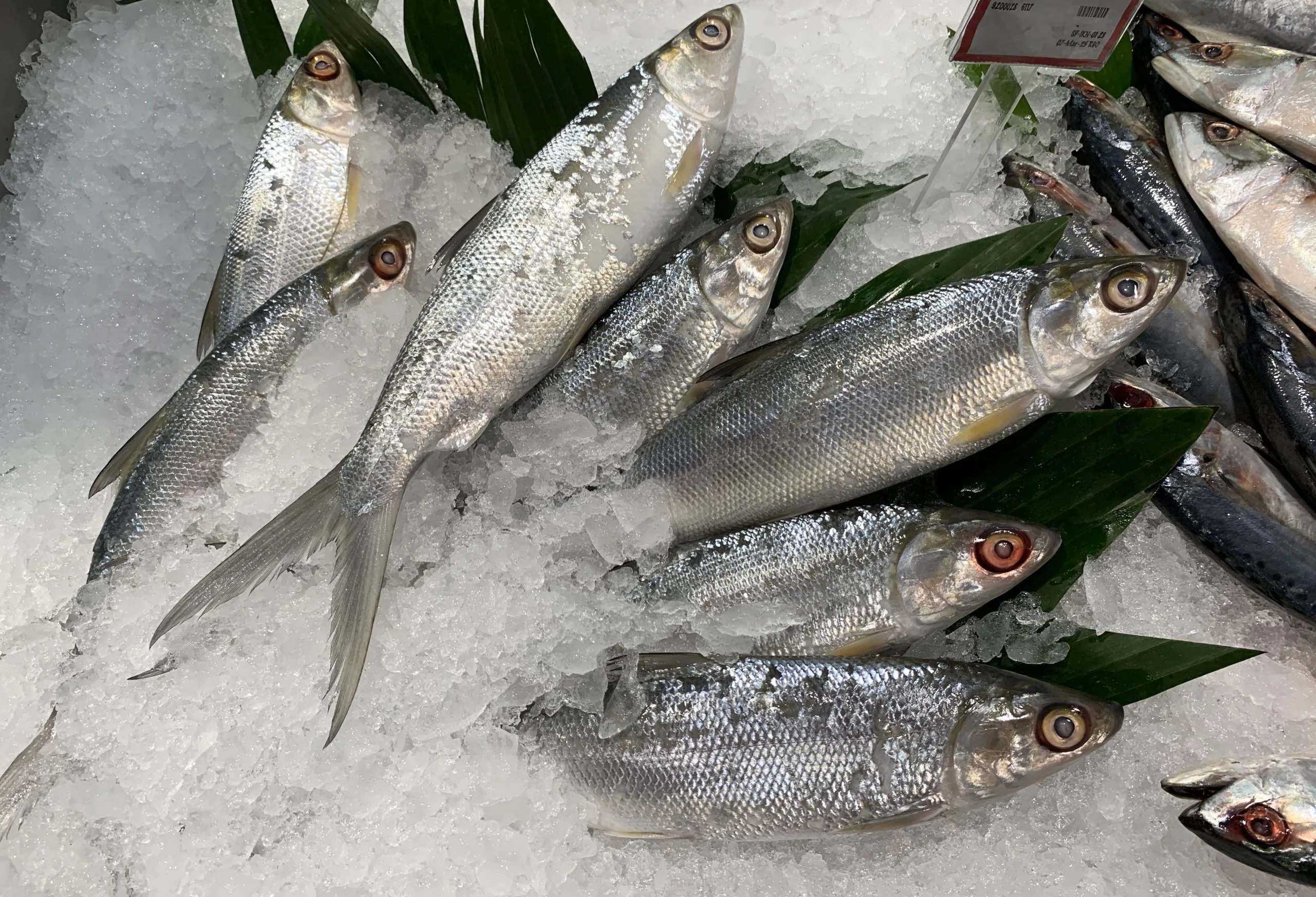 Philippines Frozen Seafood Market Outlook to 2035 Philippines-Frozen-Seafood-Market-scaled