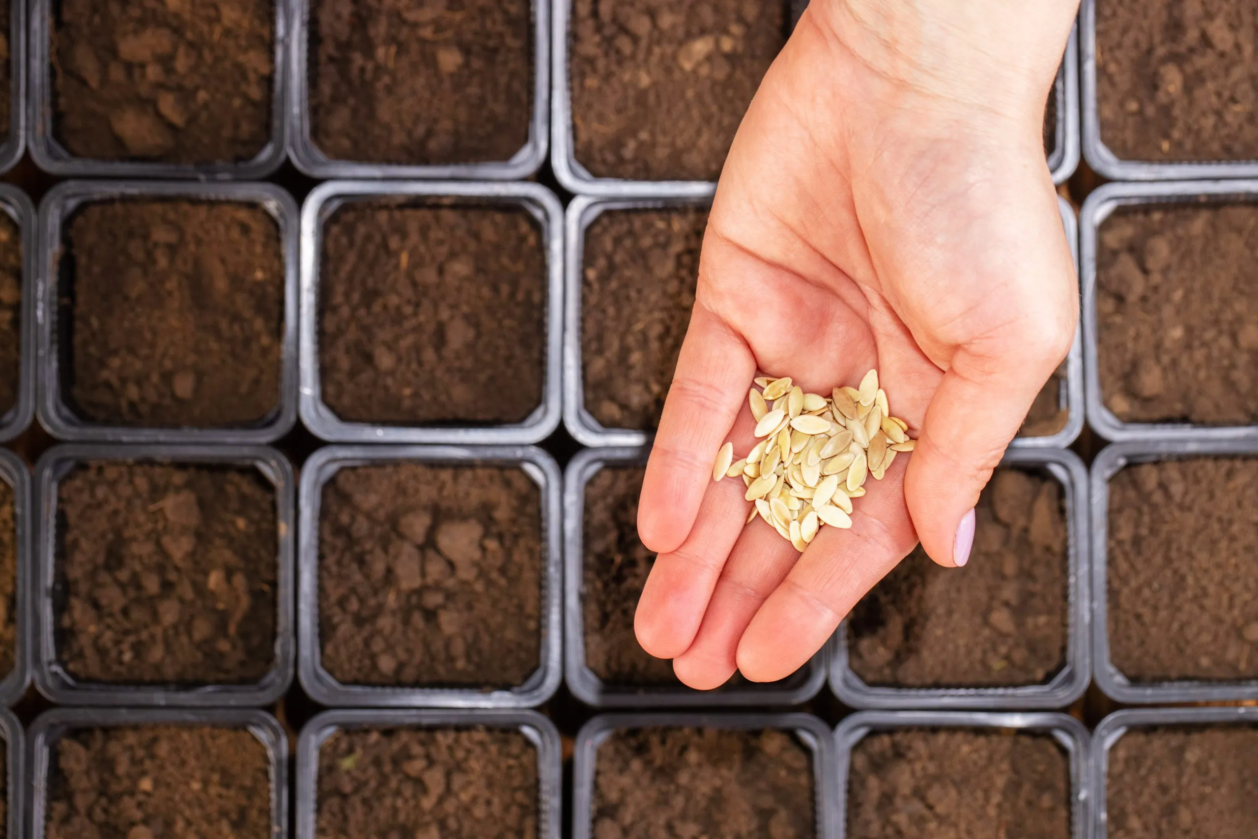 Philippines Vegetable Seed Market Outlook to 2035 Philippines-Vegetable-Seed-Market-scaled