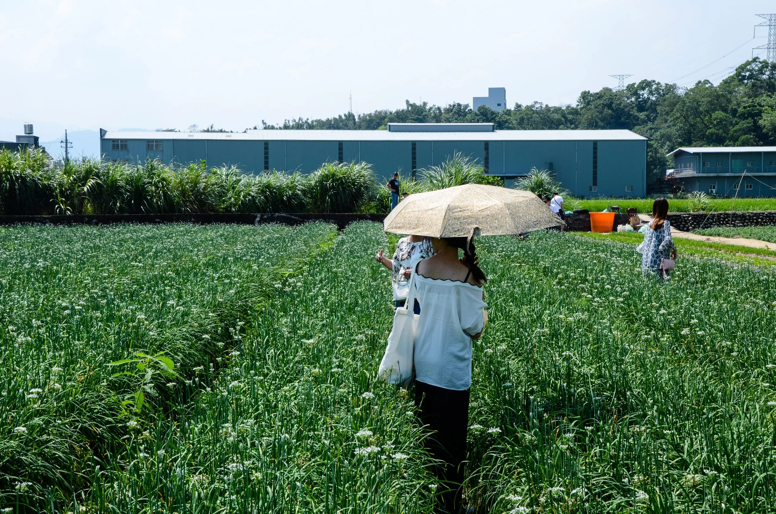 Singapore Herbicide Market Outlook to 2035 Singapore-Herbicide-Market-scaled