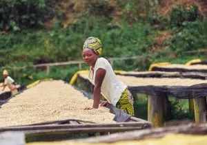 South Africa Rice Milling Machinery Market Outlook to 2035