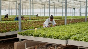 South Africa Vertical Farming Market Outlook to 2035